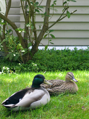 Urban ducks in love