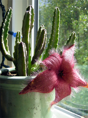 Euphorbia in bloom