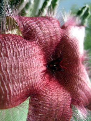Euphorbia flower-- it's very hairy