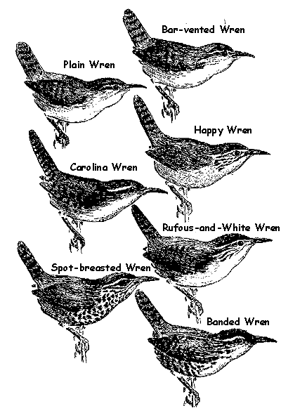 seven wrens