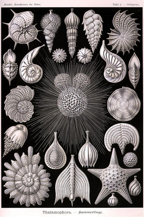 Ernst Haeckel, Kunstformen der Natur