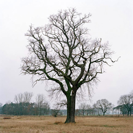 Two trees grown together, by Dietmar Busse