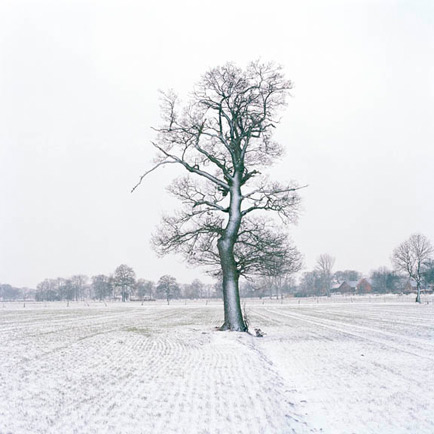 Tree with snow, by Dietmar Busse