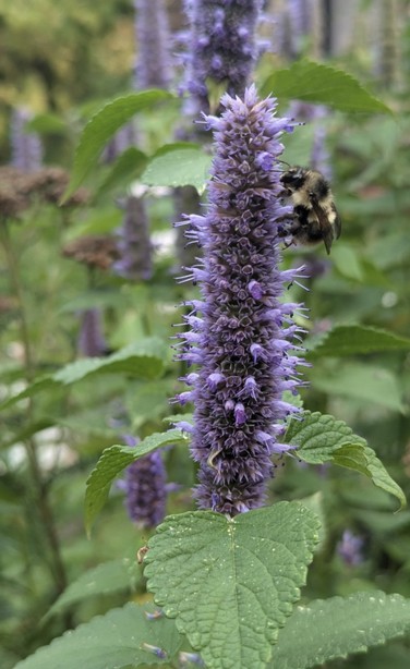 A fuzzy black and yellow bumblebee on a tall purple flower spike of anise hyssop. The bee is facing upwards and slightly towards the camera, so its butt is hidden.