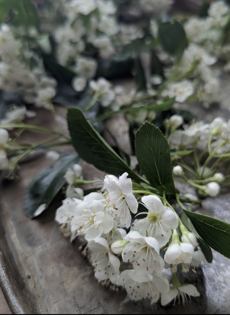Photo of flowering hawthorn tips on a tray-- clusters of simple white flowers with a few dark green leaves attached.