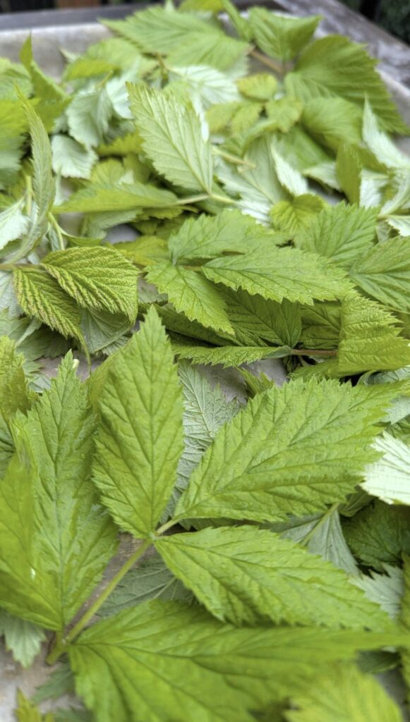 Photo of a tray of young raspberry leaves. They come in sets of 3 serrated leaflets and are yellow-green on top and silvery underneath. Some are still crinkled up, not fully unfurled.